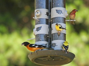 Attracting Finches to Bird Feeders
