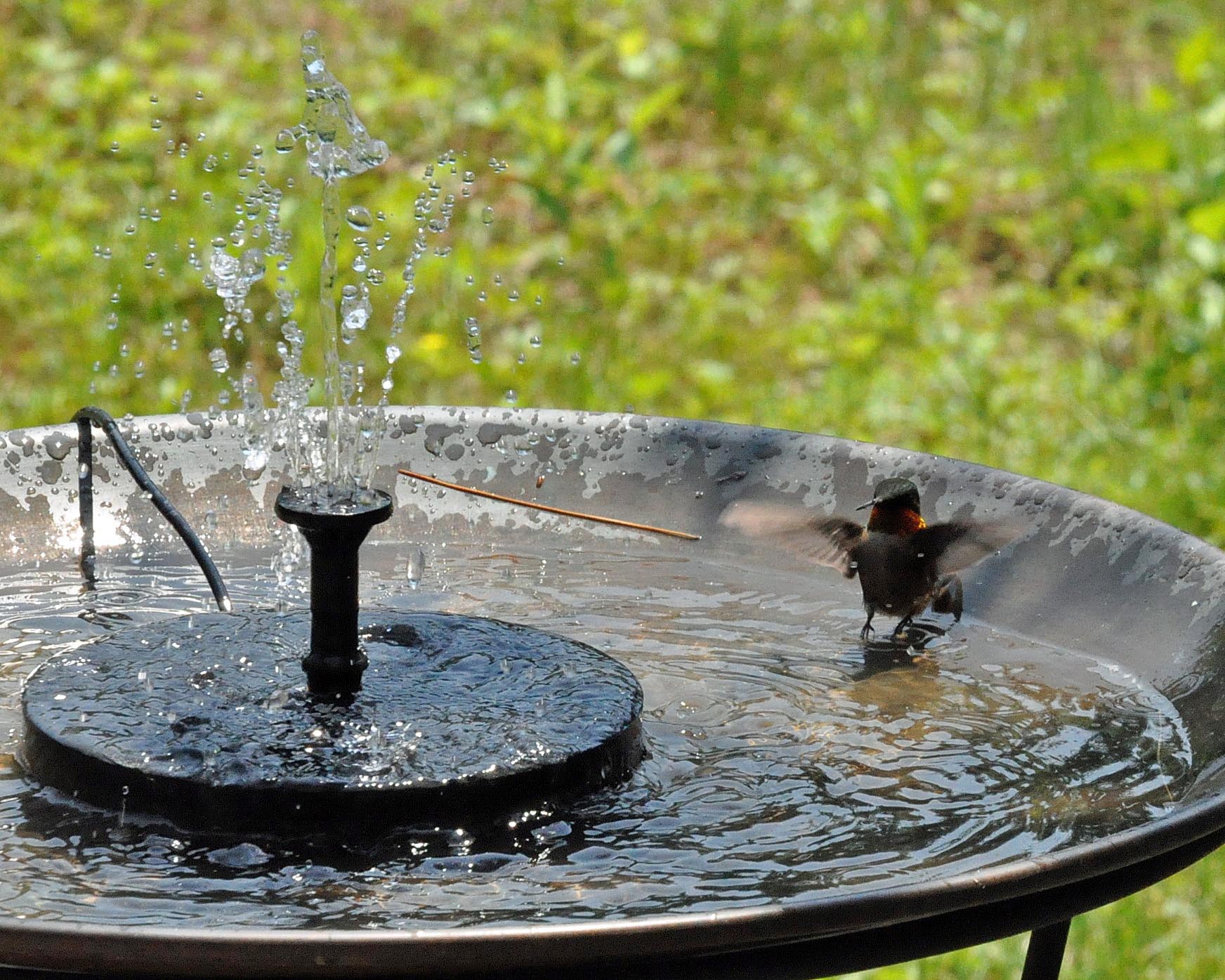 Peculiarities of Hummingbird Bird Bath Birdcage Design Ideas