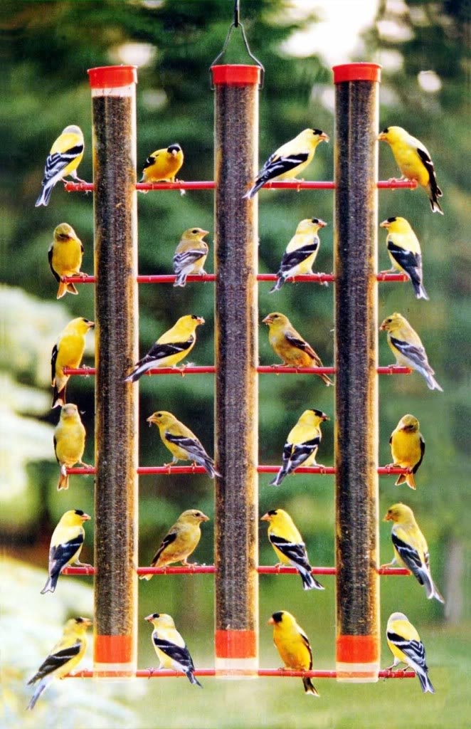 Best Bird Feeders for Finches