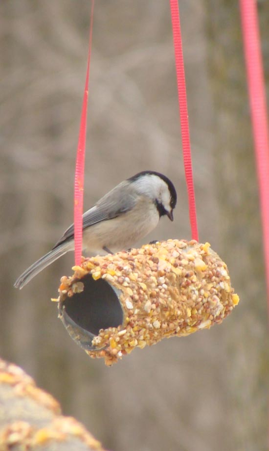 Bird Feeder Kid Craft