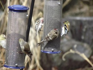 Bird Feeders for Finches