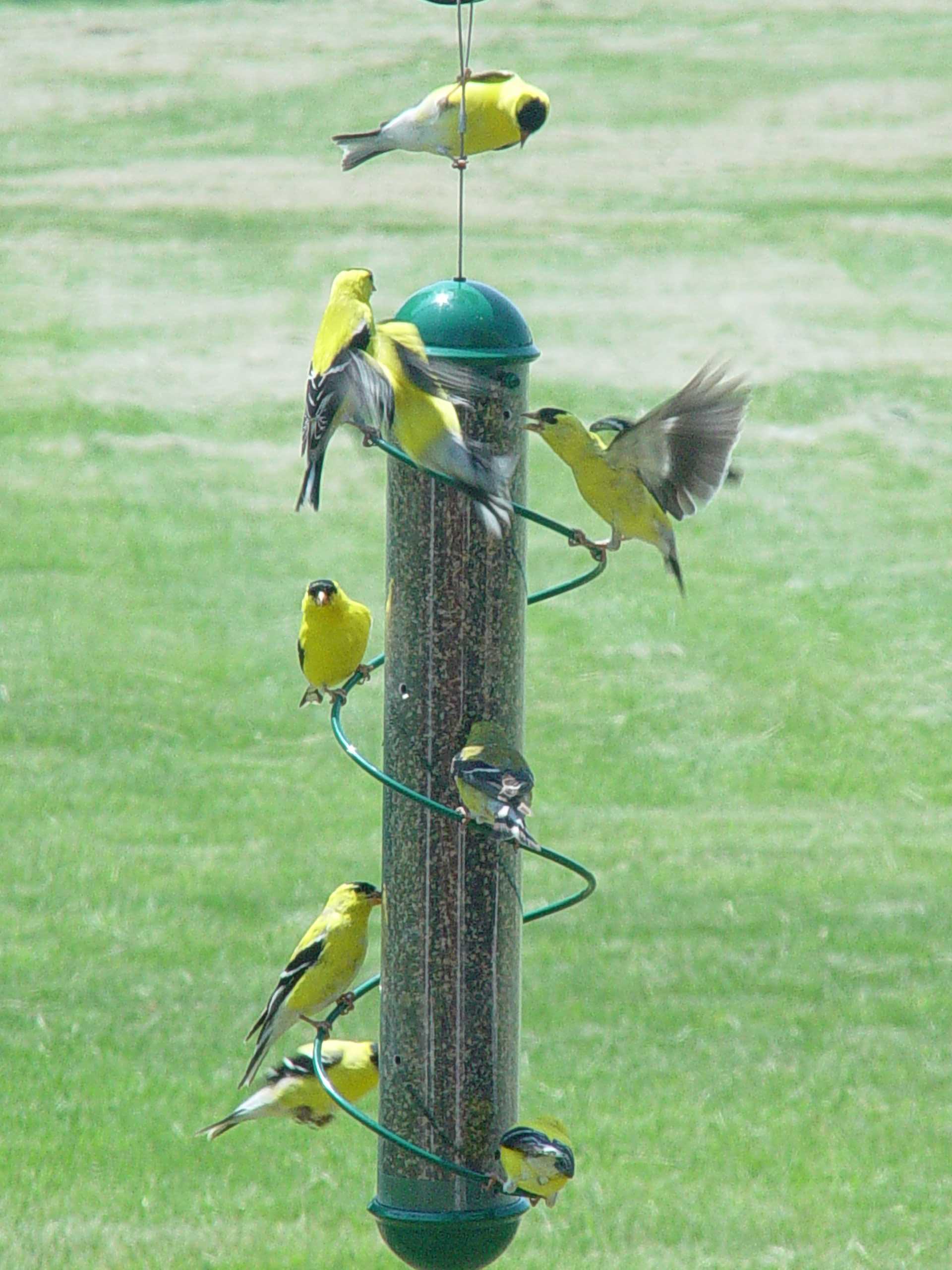 Bird Feeders for Yellow Finches