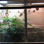 Birds in Glass Houses Indoor Aviaries