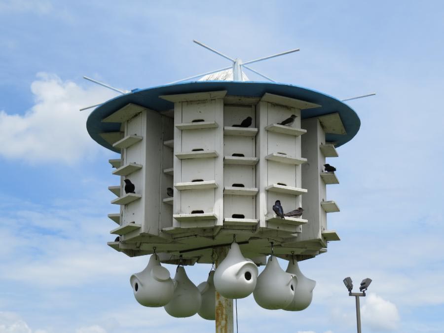 Blue Martin Bird House Plans