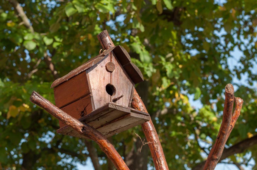 Build Wren Bird House