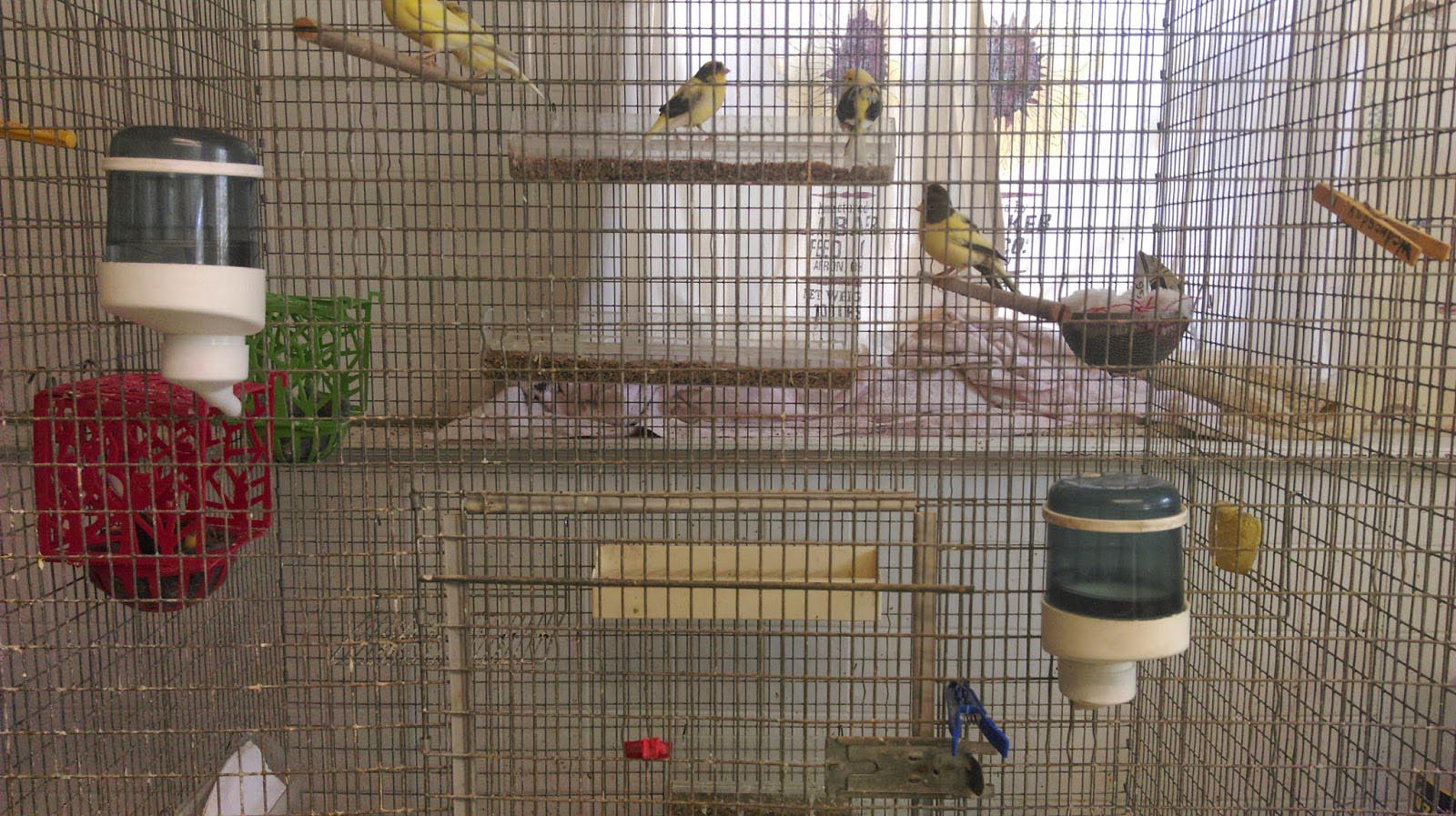 Cage and Aviary Birds Subscription