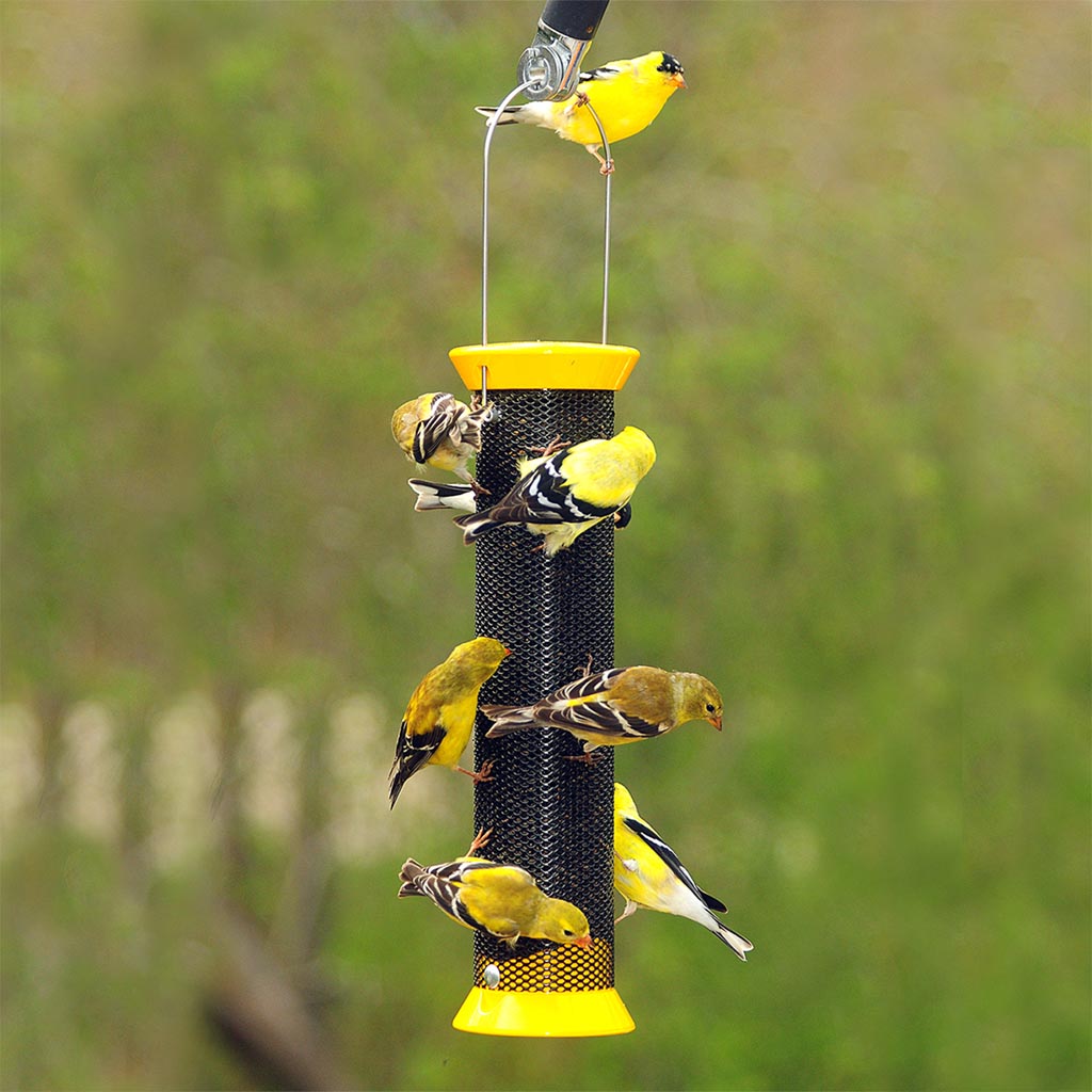 Finch Bird Seed Feeders