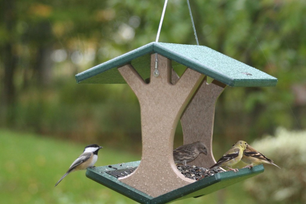 Hang Bird Feeder From Tree Birdcage Design Ideas