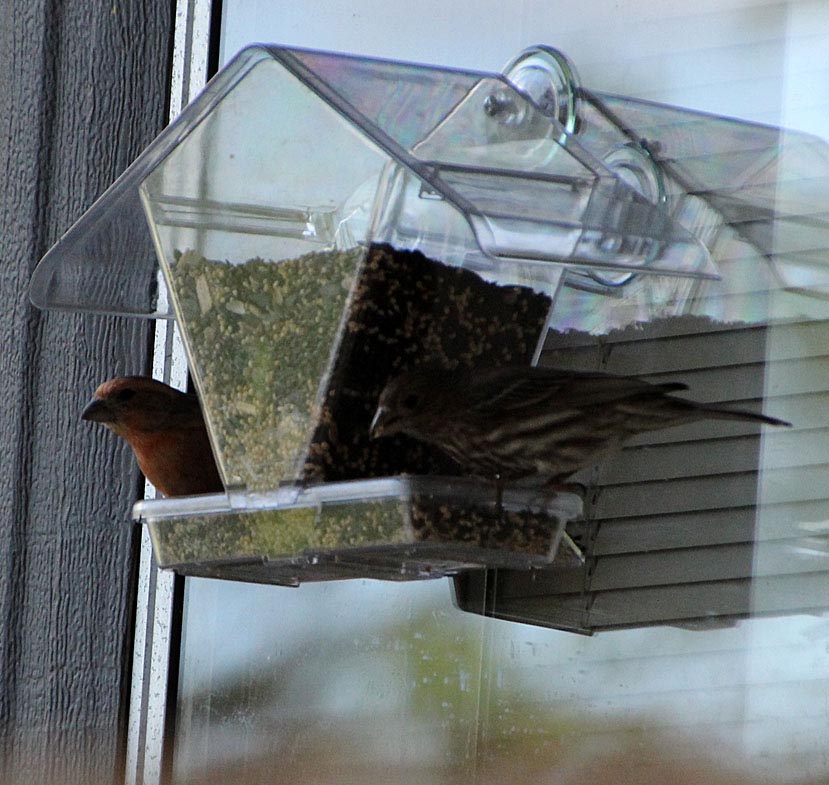 House Window Bird Feeder