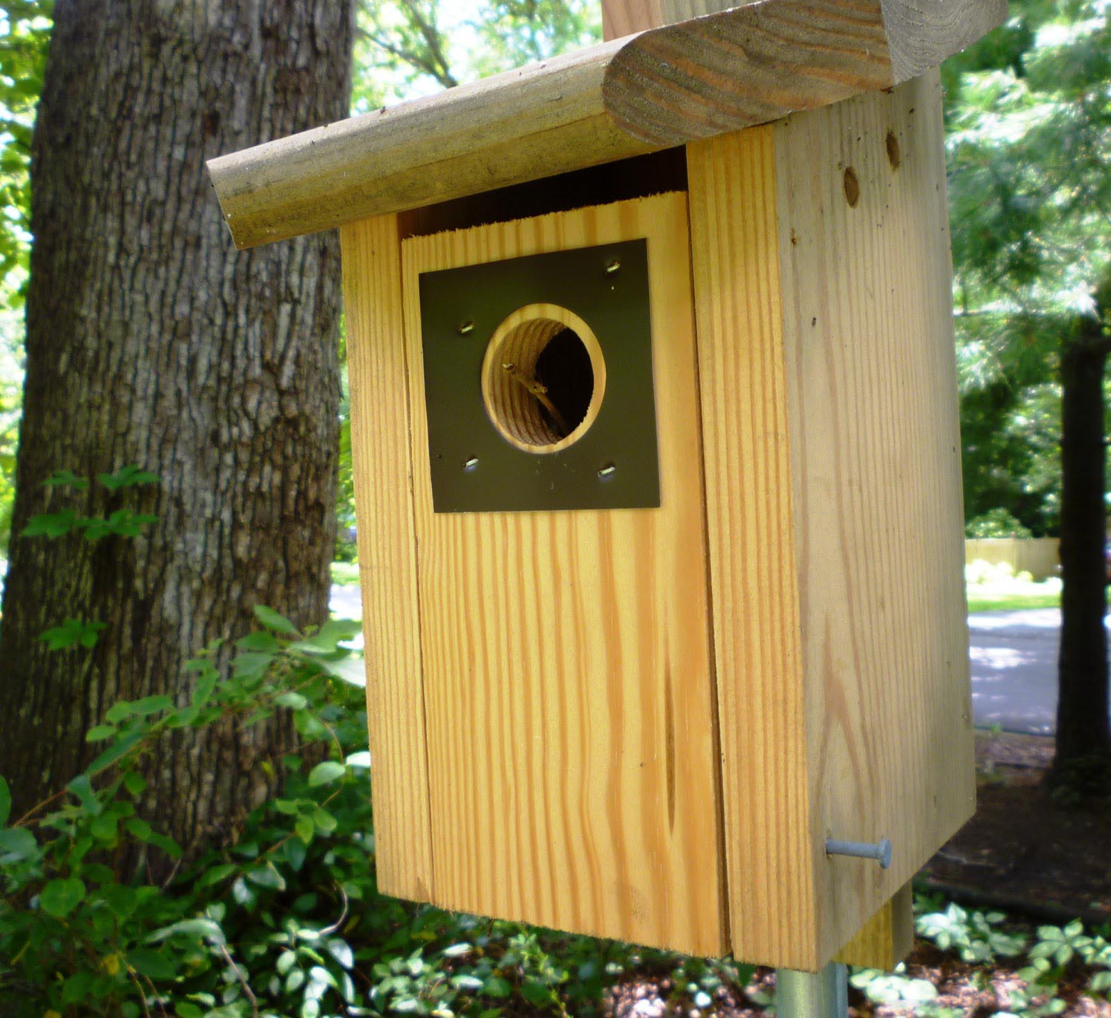 House Wren Baby Birds