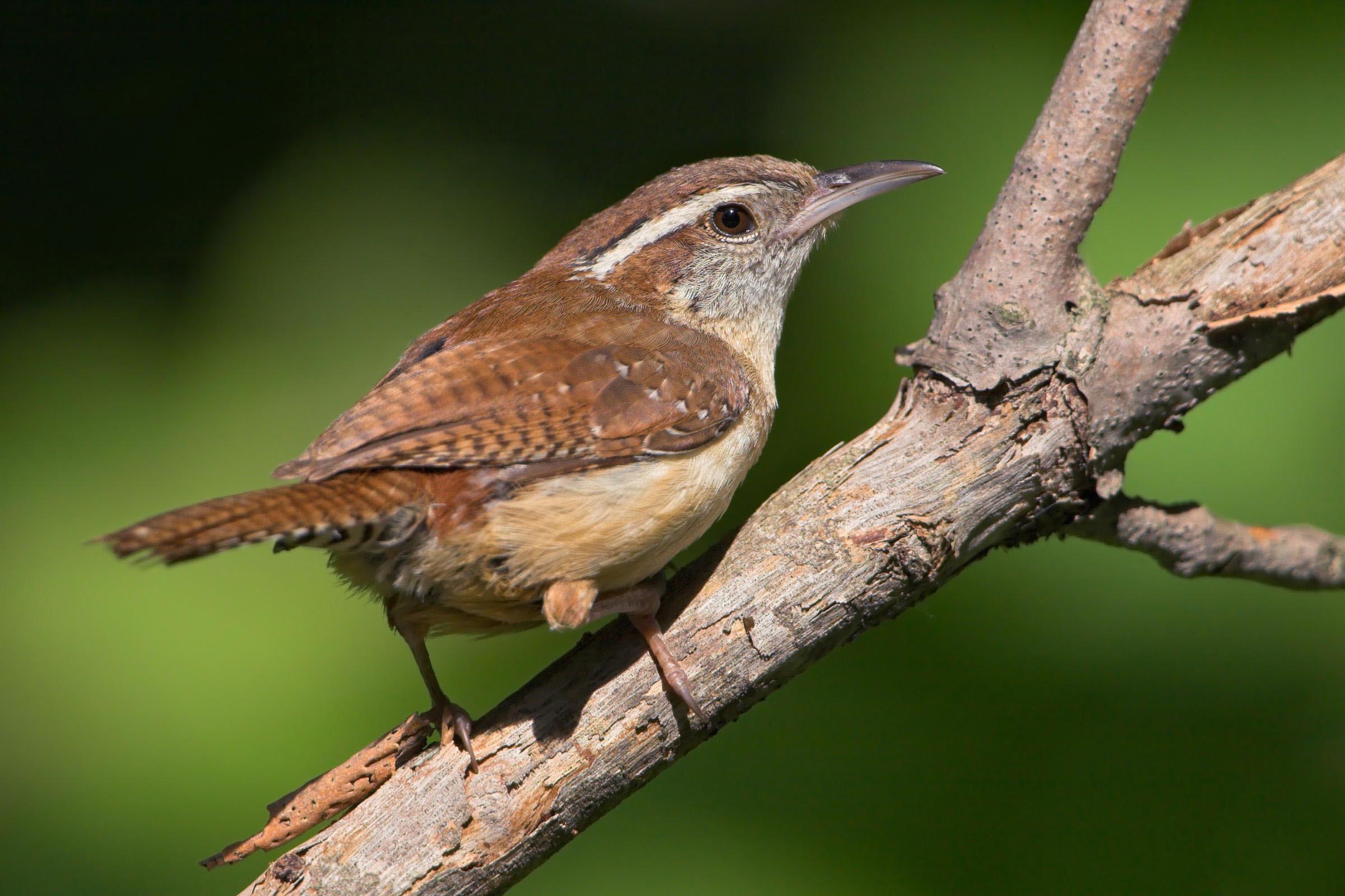 Choosing Wren Bird Houses Instructions Birdcage Design Ideas