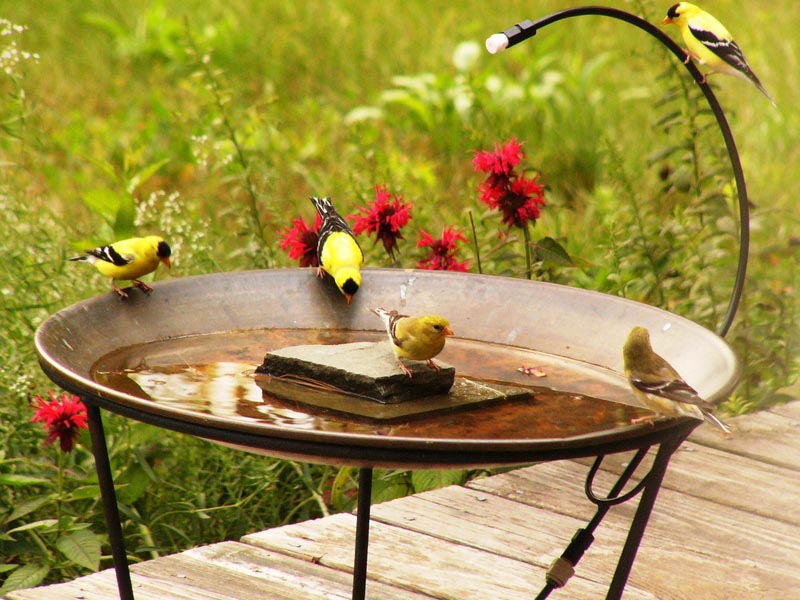 Hummingbird Bird Bath Mister