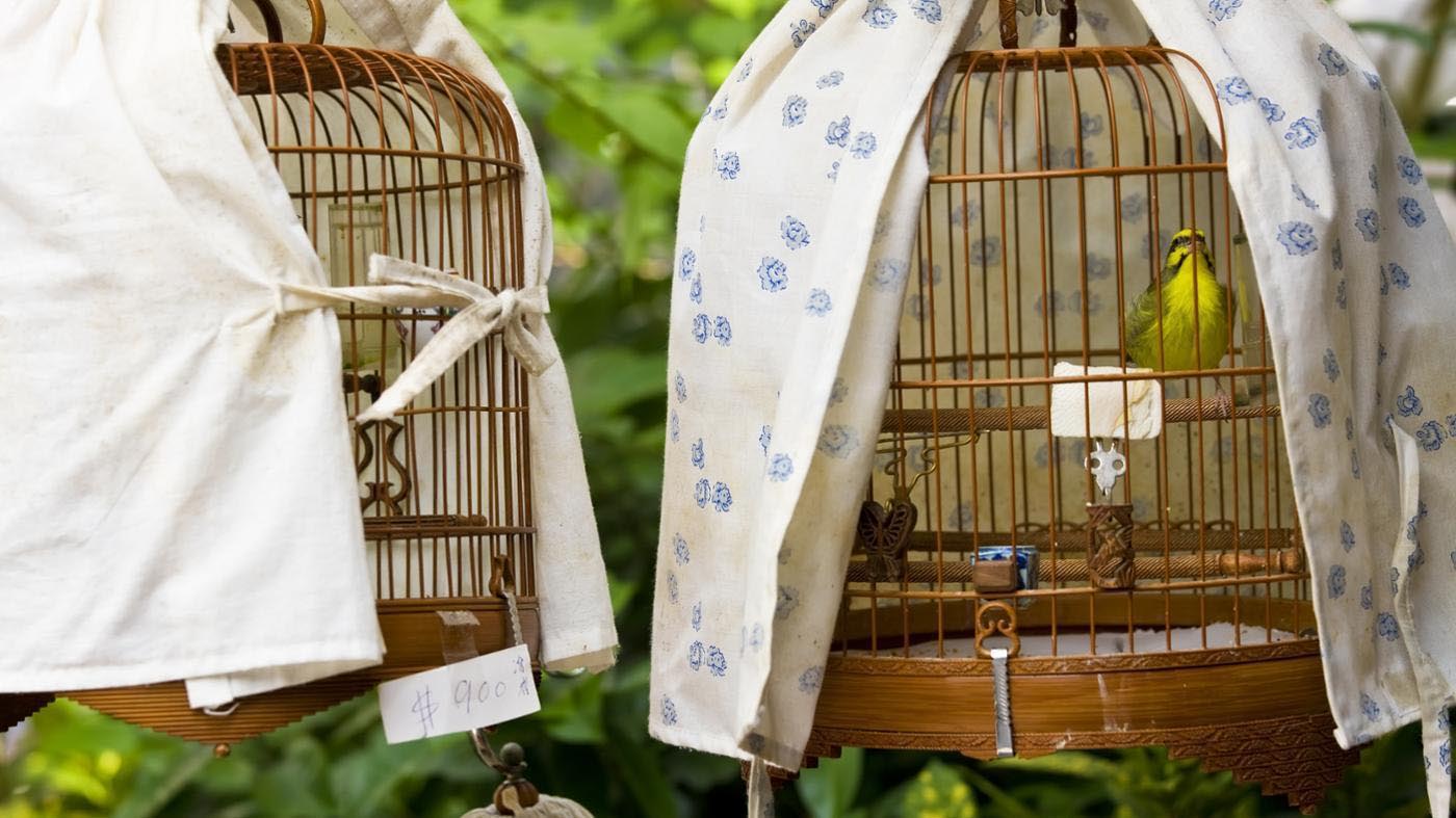 Large Bird Cage Covers