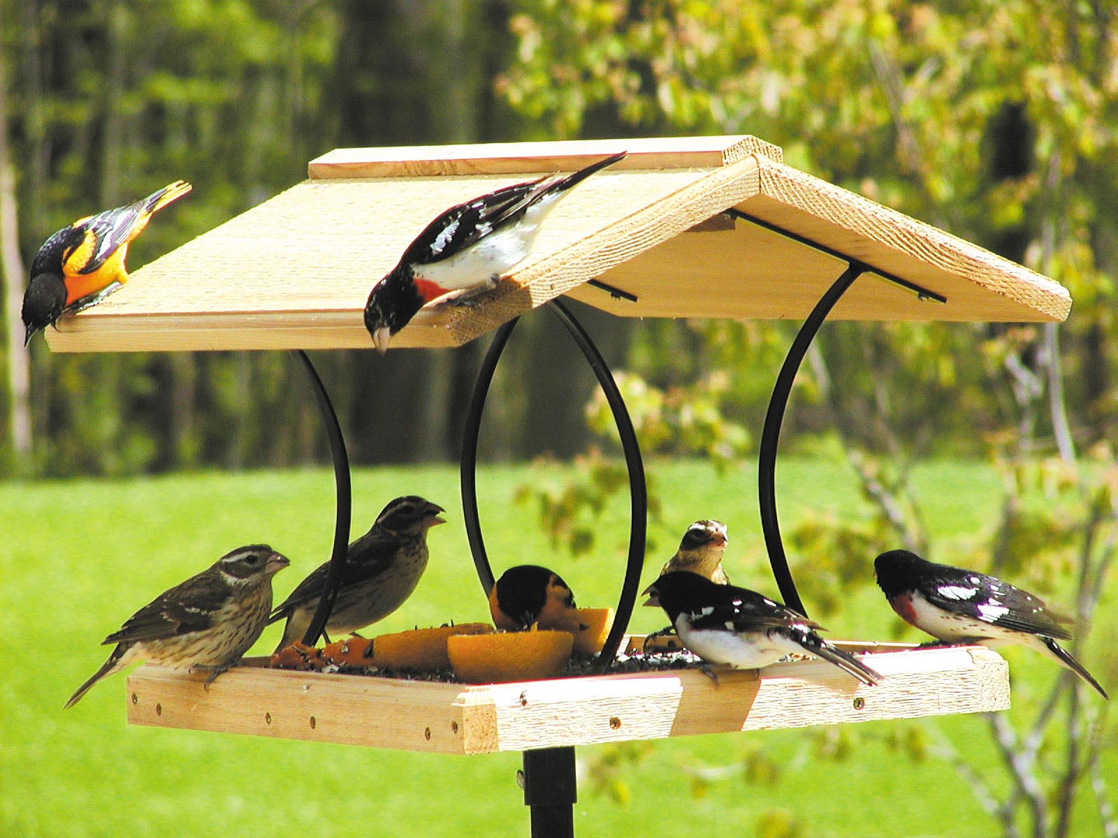 large bird feeder pole