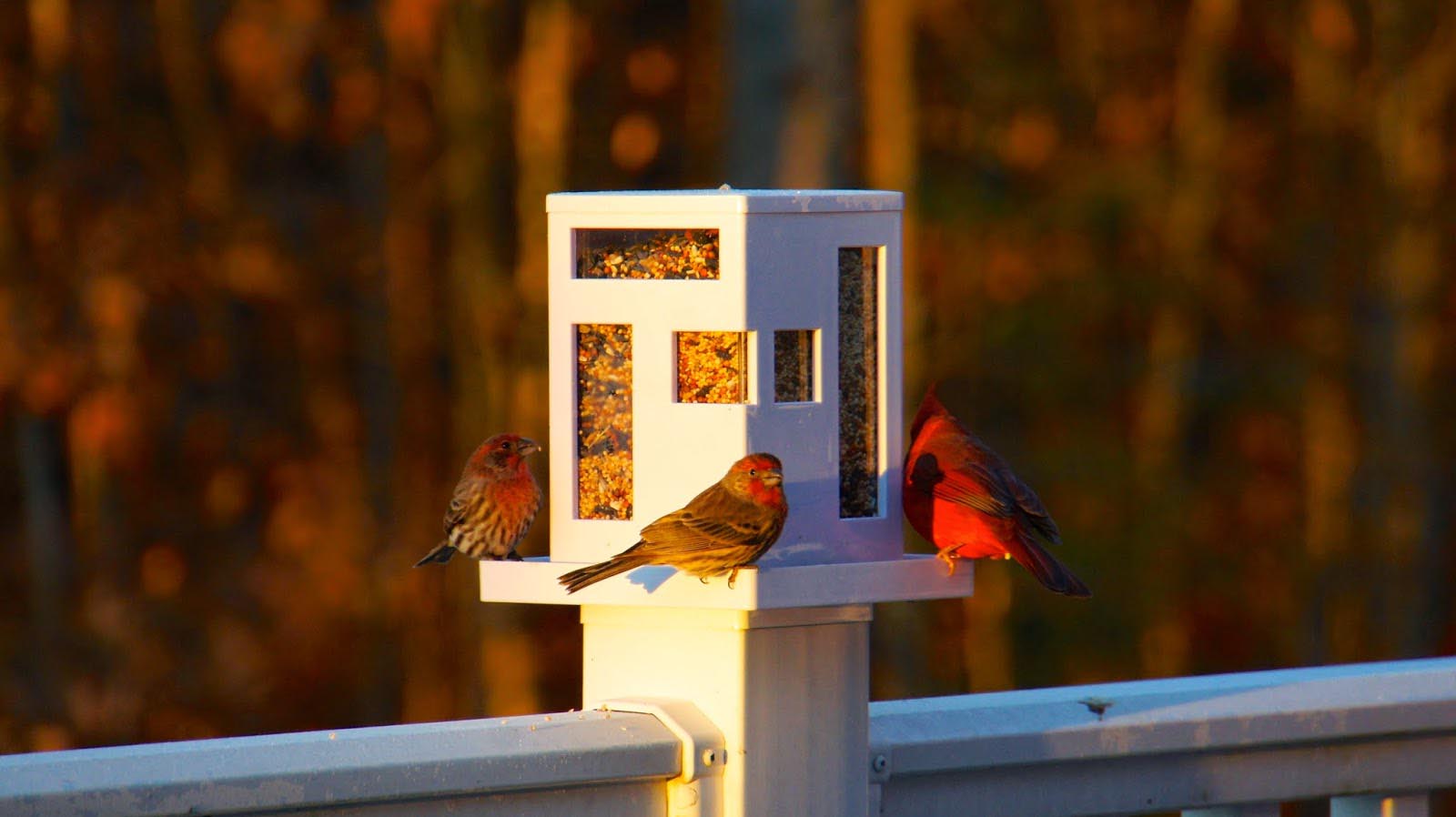 modern bird feeder pole