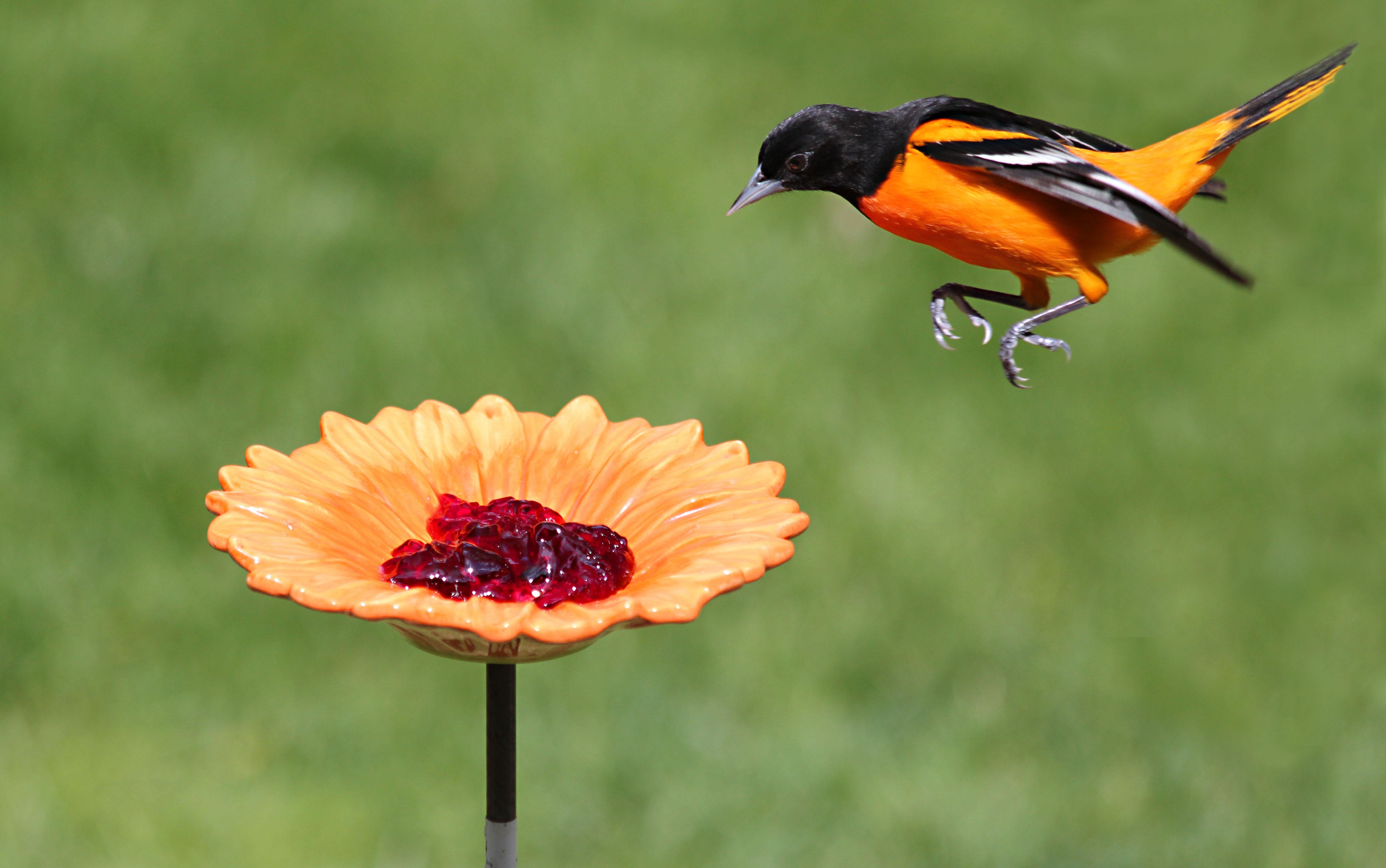 jelly bird feeder