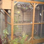Small Outdoor Bird Aviary