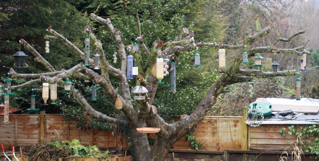 Where to Place Finch Bird Feeders