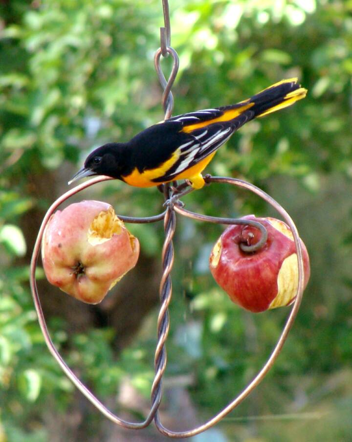 Where to Place Oriole Bird Feeders