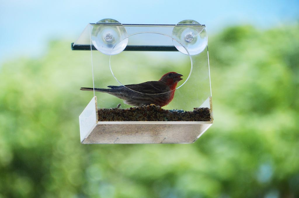 Window Mounted Bird House