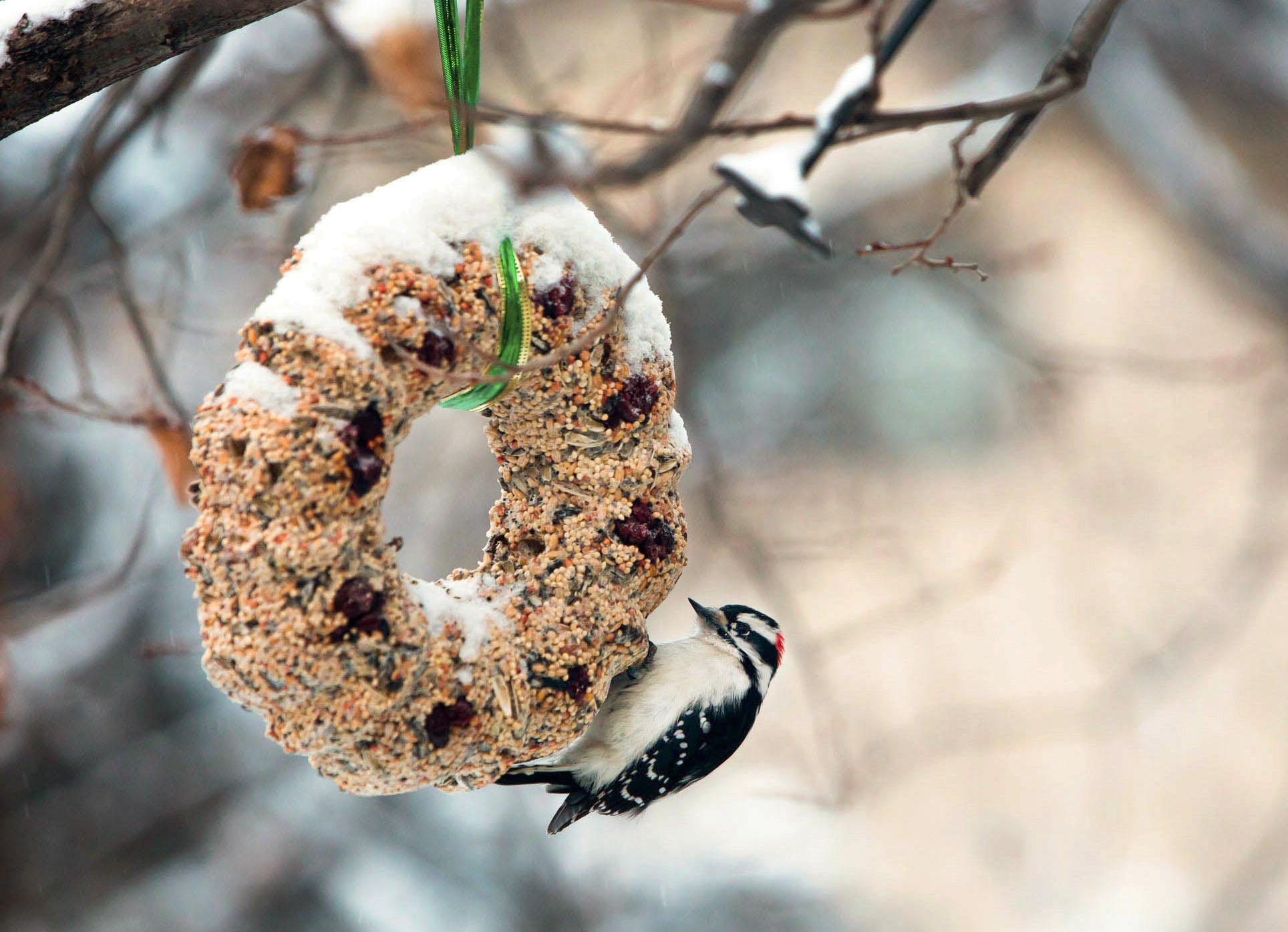 Bird Seed Cakes DIY
