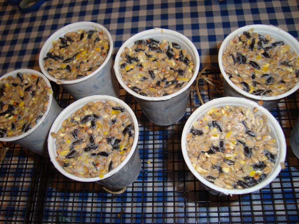 Bird Seed Cakes Homemade