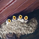 Birds That Build Nests on Houses