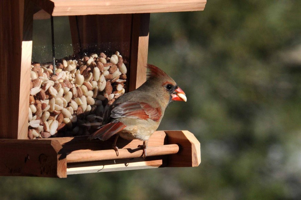 black-capped-chickadee-bird-house-plans-birdcage-design-ideas