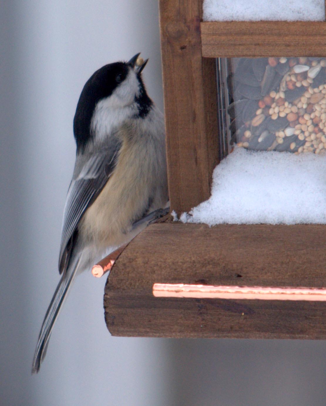 constructing-chickadee-bird-house-made-easy-birdcage-design-ideas