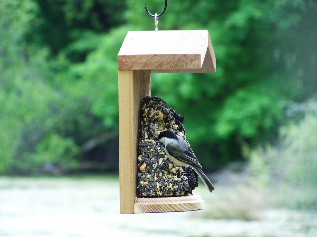 Edible Bird Seed Wreaths