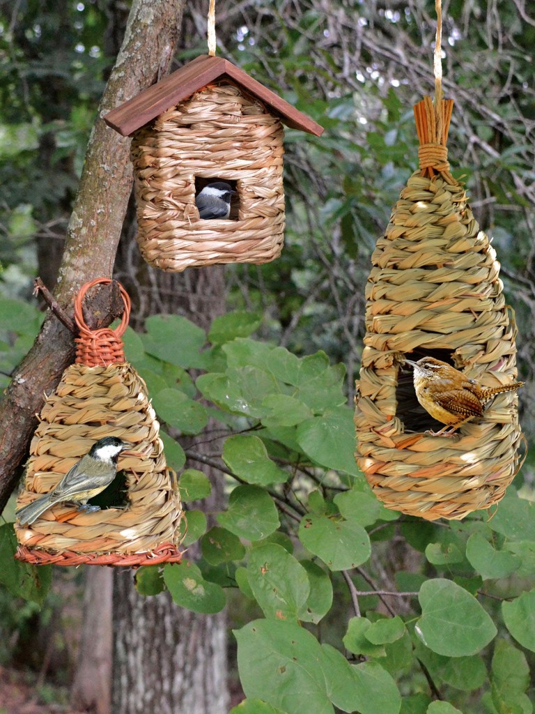 Finch Bird House Placement Birdcage Design Ideas