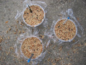 Homemade Bird Seed Cakes Gelatin