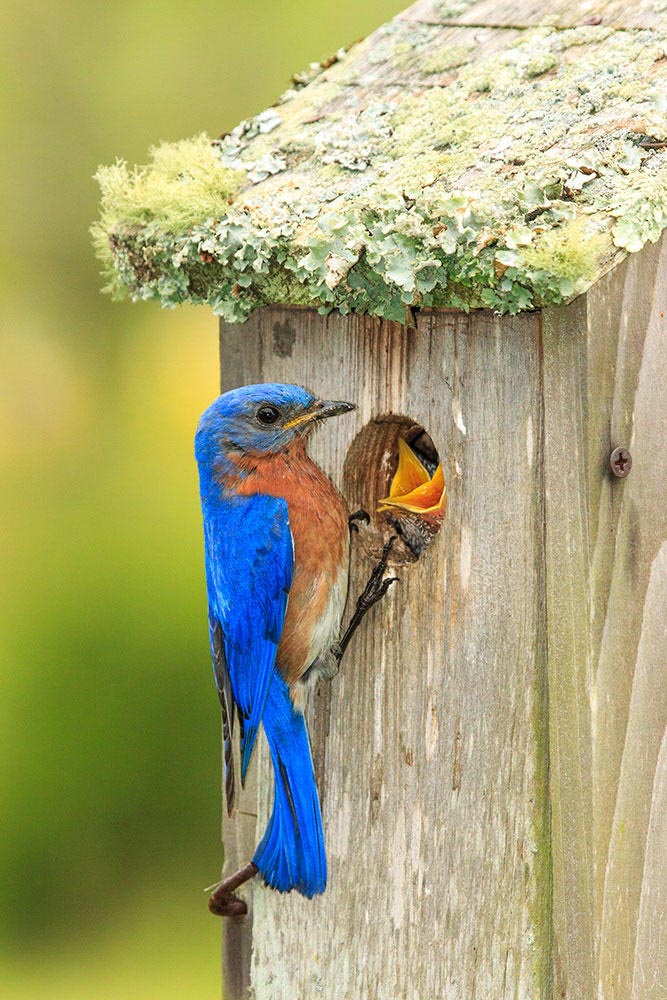 Keep Birds From Building Nests on House