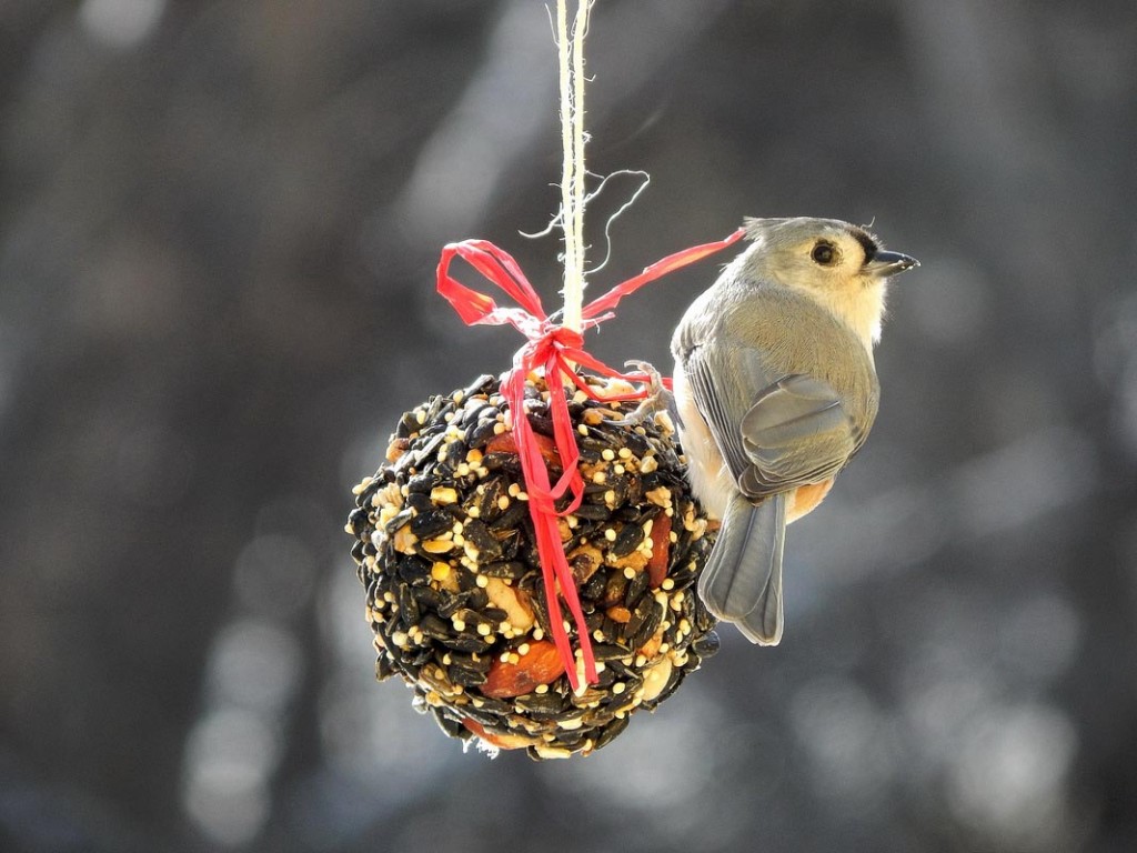 Make Bird Seed Ornaments