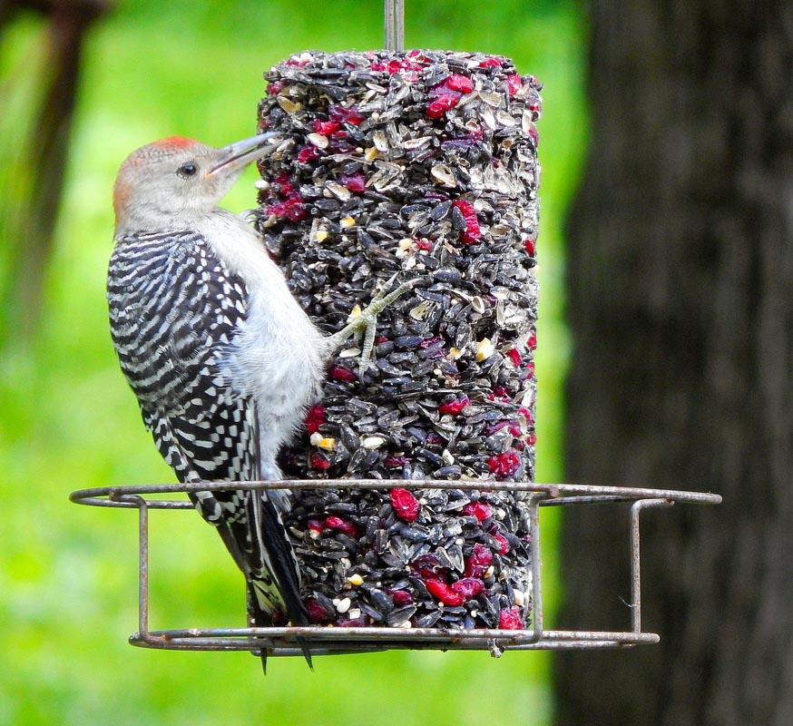 Mr. Bird Seed Cakes