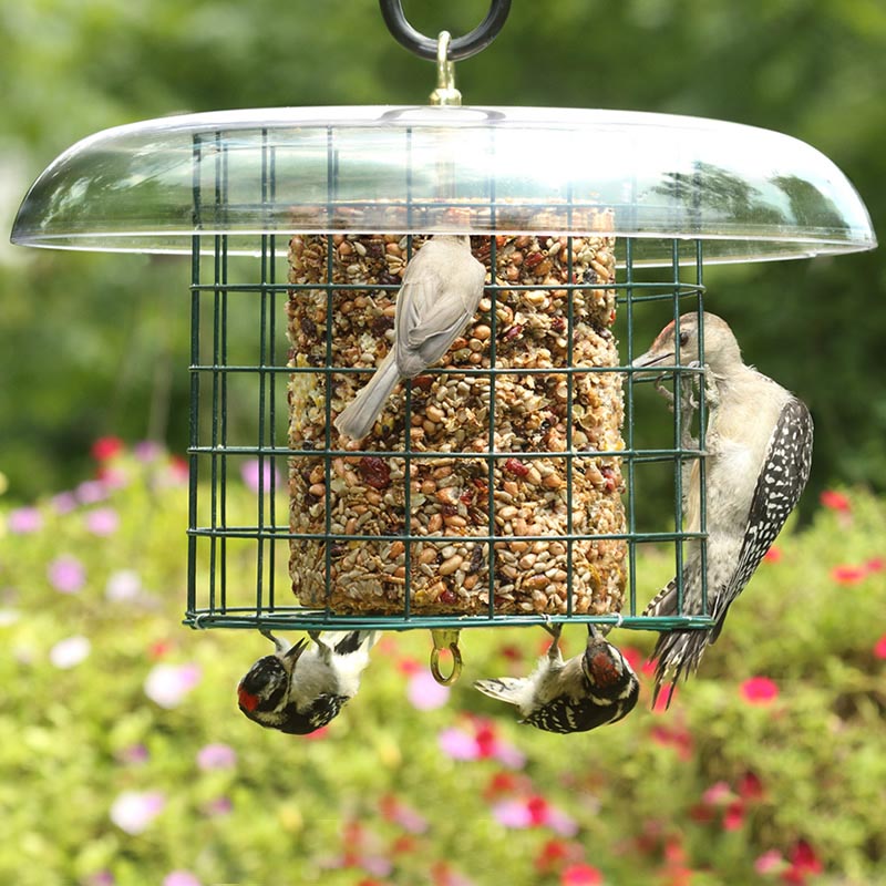 Seed Cake Bird Feeders