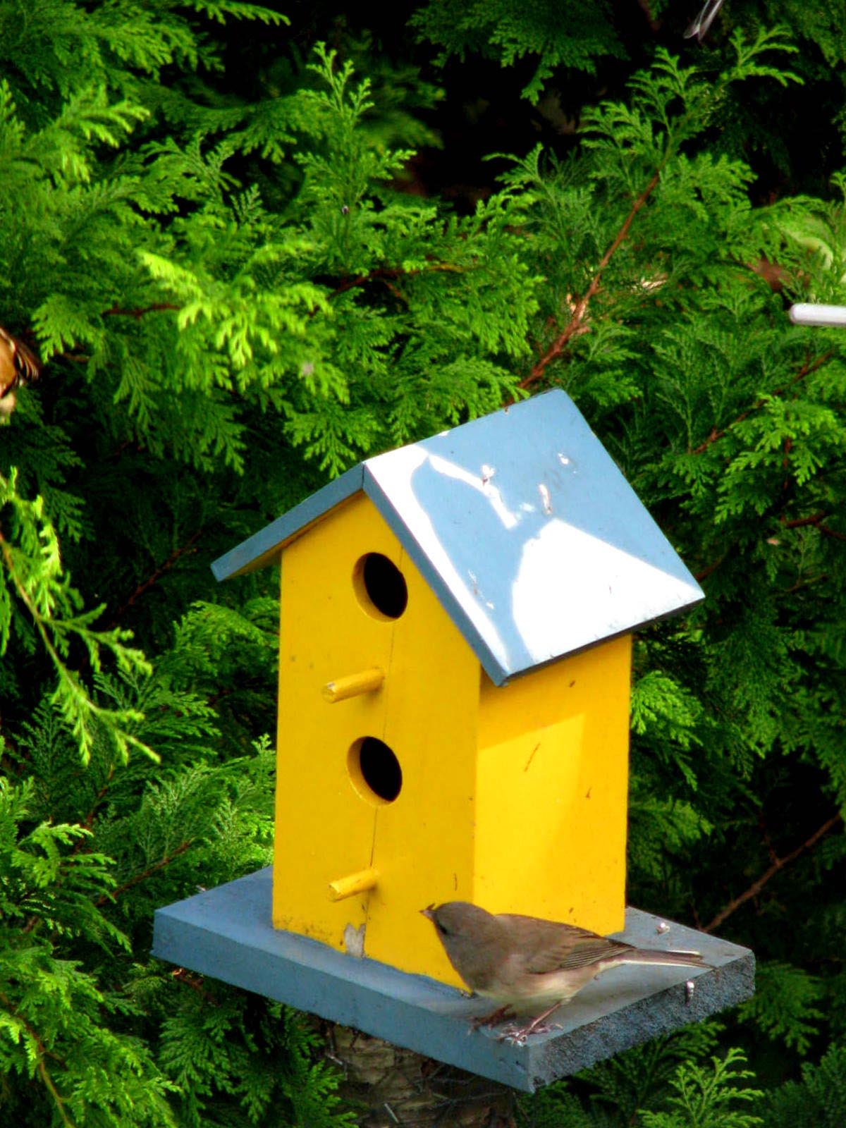 yellow-finch-bird-house-plans